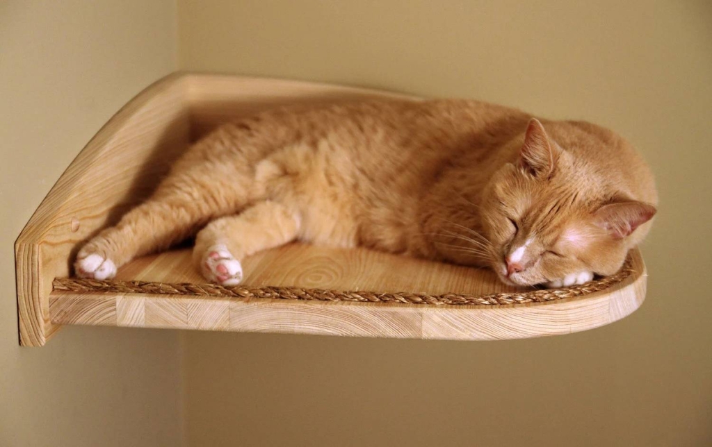 тривога у котів тривога у котів