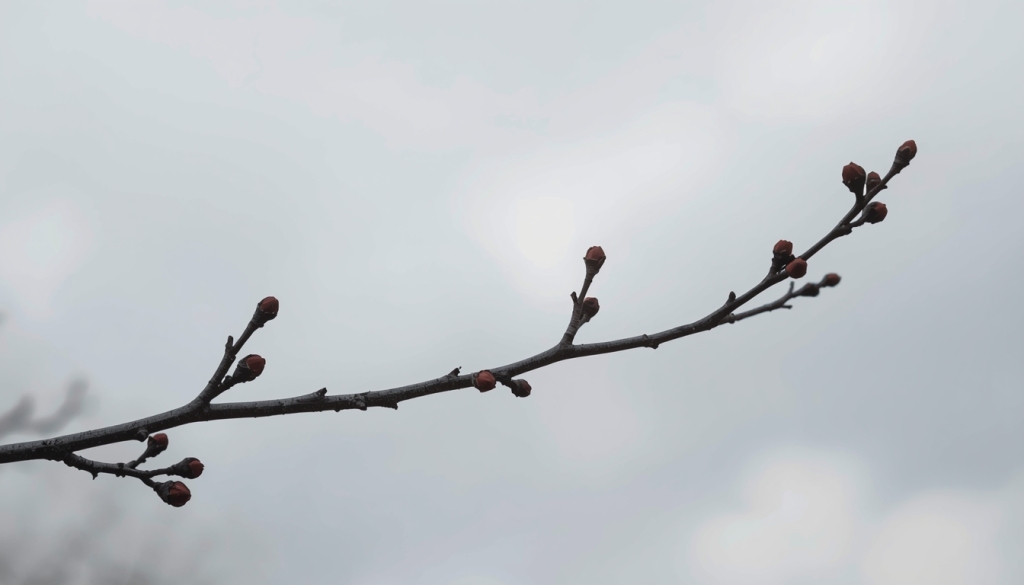 спящие почки дерева